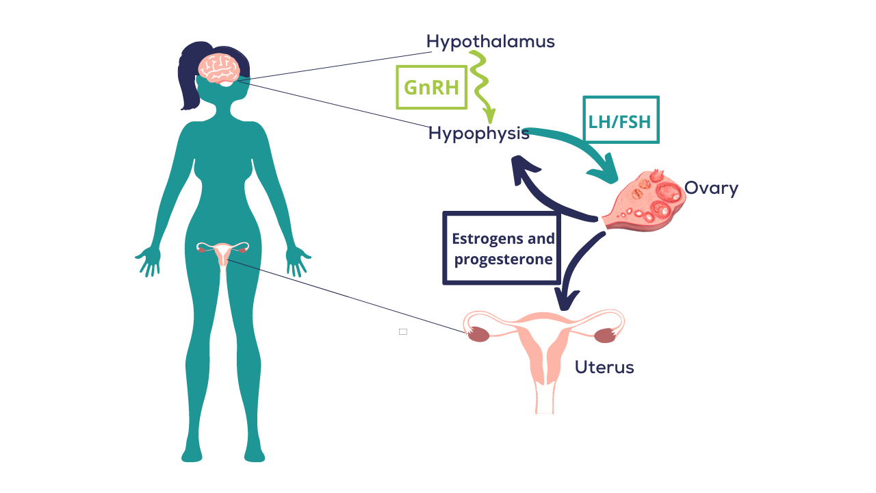 Ovarian stimulation process