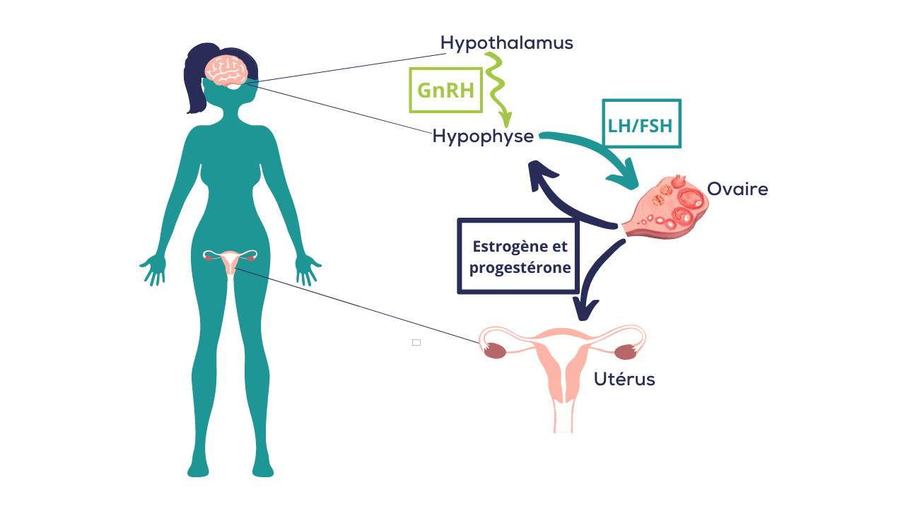 Processus de stimulation ovarienne