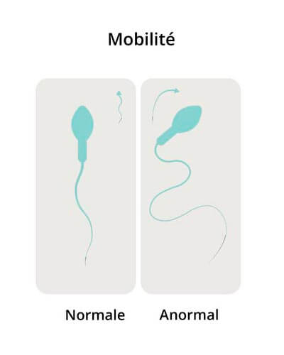 Mobilité des spermatozoïdes