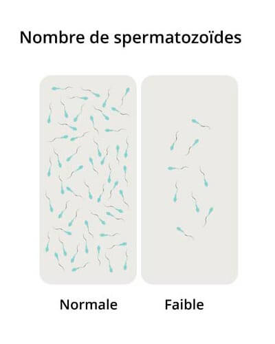 Nombre de spermatozoïdes