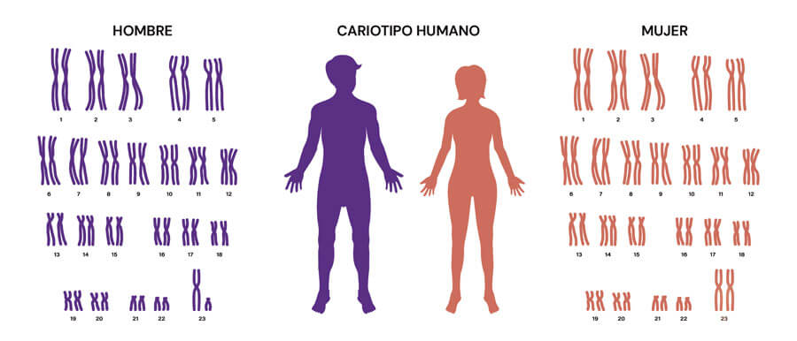 Infografía sobre el cariotipo humano