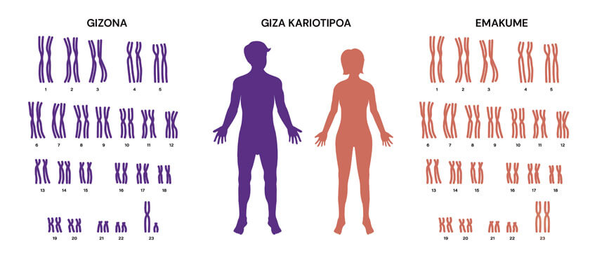 Giza kariotipoari buruzko infografia