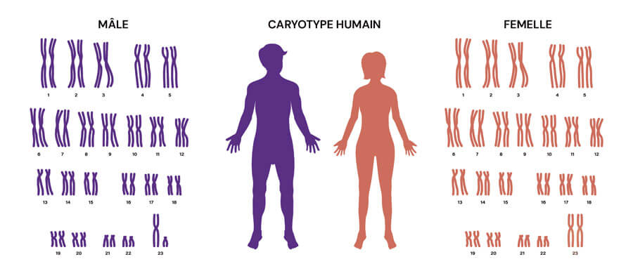 Infografía sobre el cariotipo humano
