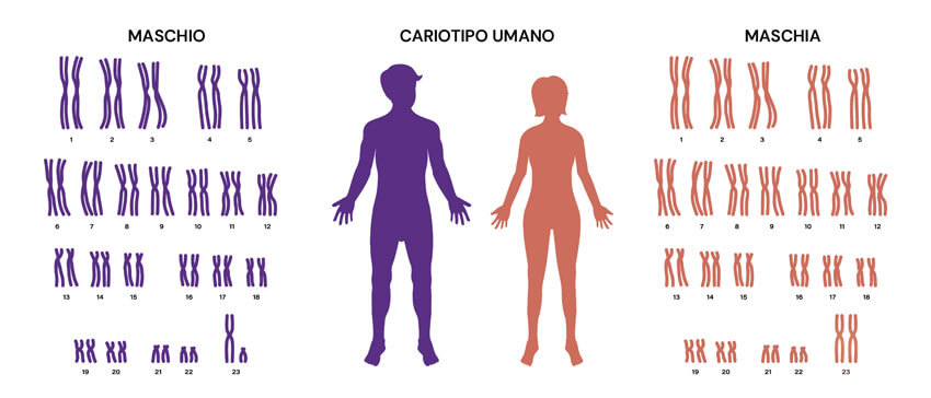Infografía sobre el cariotipo humano