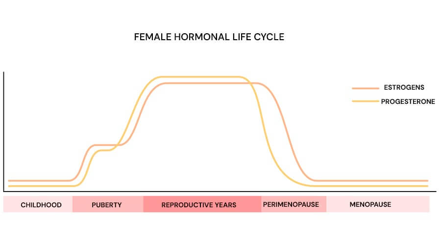 Infographic about the female hormonal cycle