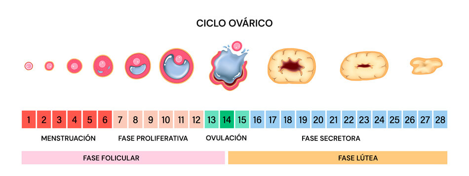 Infografía sobre la fase ovulatoria