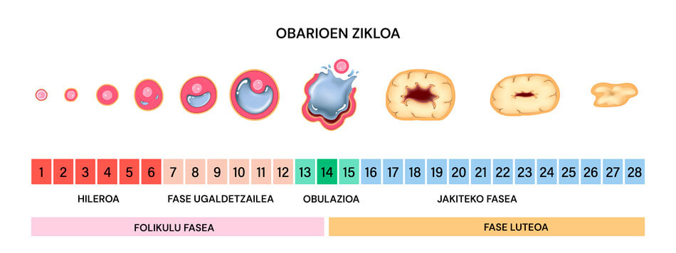 Obulazio faseari buruzko infografia