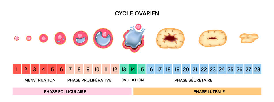 Infographie sur la phase ovulatoire