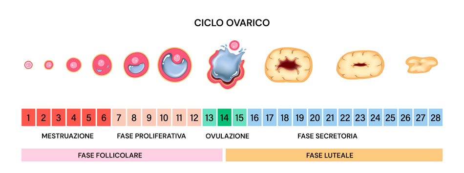Infografica sul ciclo ovarico