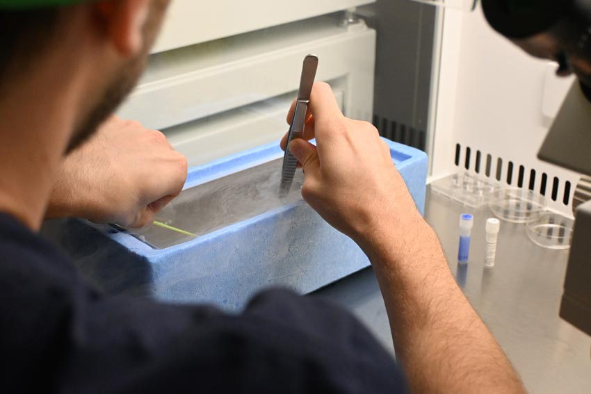 Crioconservazione dello sperma in laboratorio