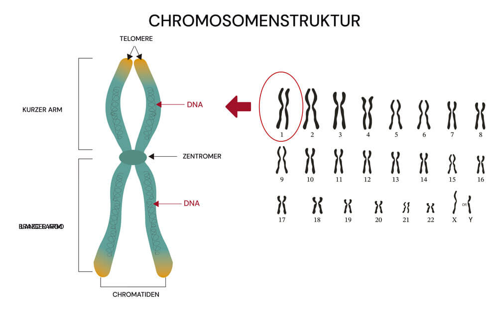 Aufbau eines Chromosoms