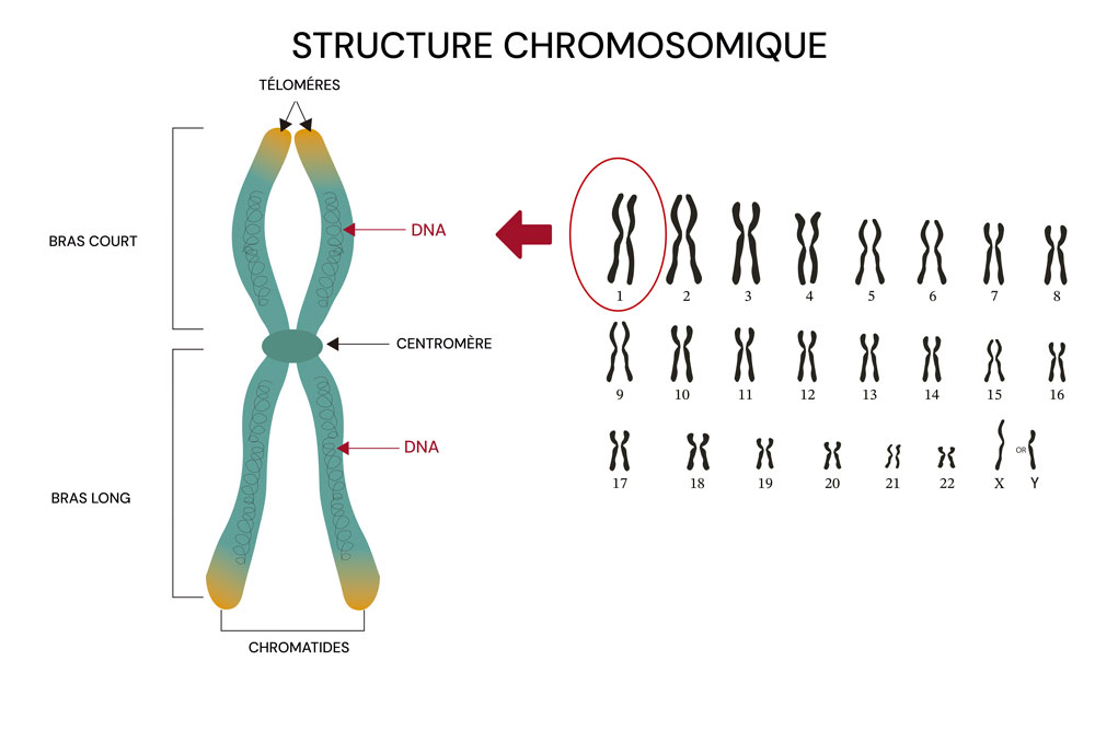 Estructura cromosómica
