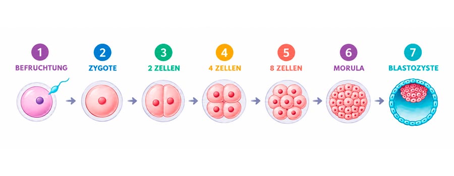 Embryonale Entwicklung
