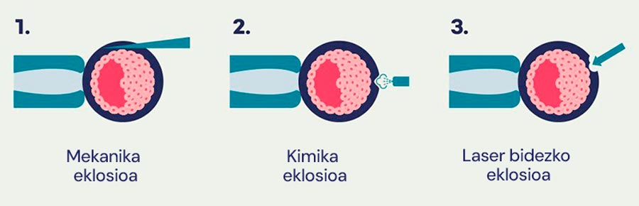 Lagundutako eklosioaren infografia