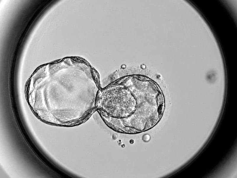 Embrión dividiéndose visto al microscopio