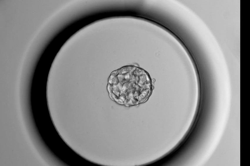 Enbrioia garatzen