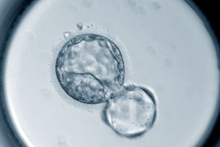 Embrione visto al microscopio