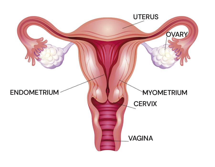 Infographic of the endometrium
