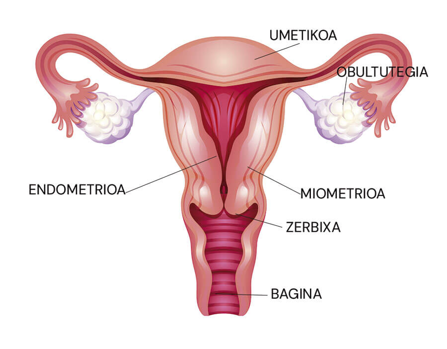 Emakumezkoen ugalketa-organoaren infografia