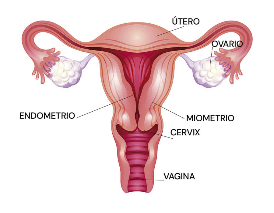 Infografía del órgano reproductivo de la mujer