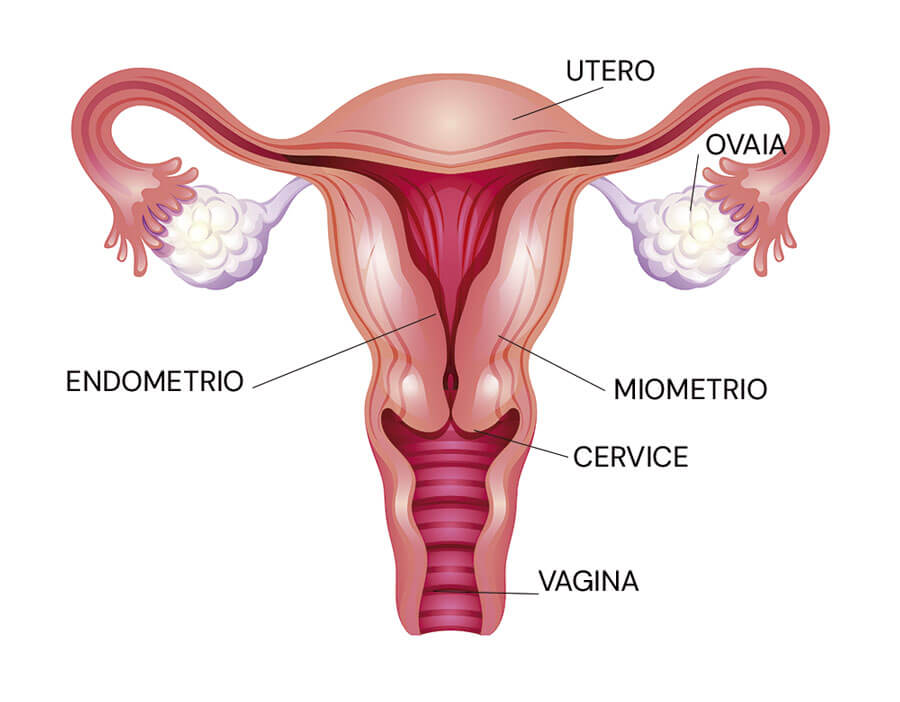Infografica dell'organo riproduttivo femminile