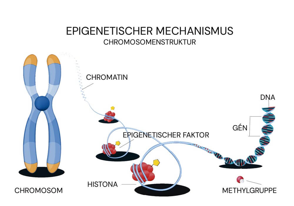 Infografik zu Epigenetik und DNA