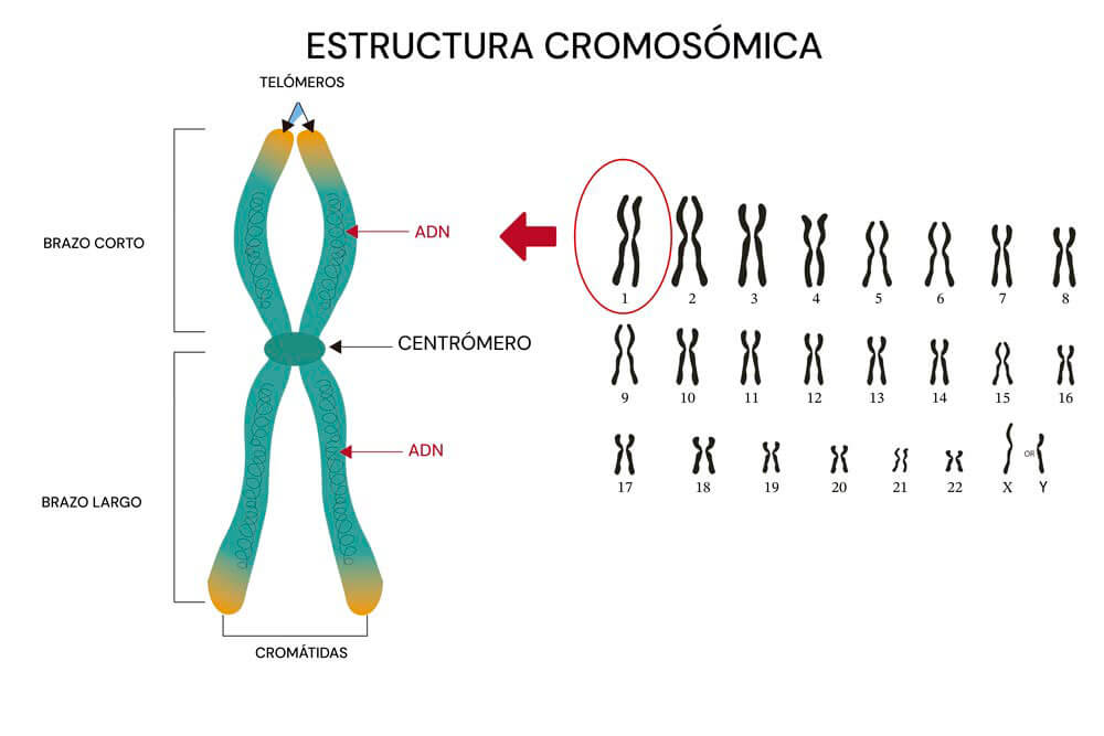Estructura cromosómica