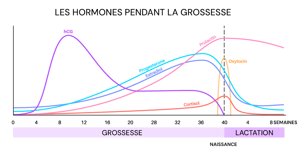 Tableau des hormones de grossesse