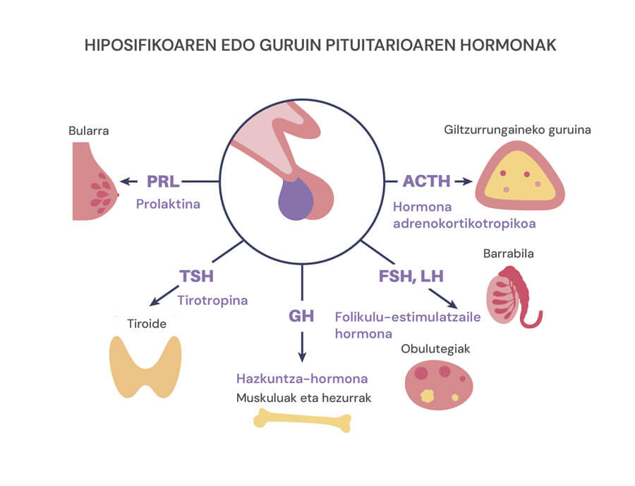 Hipofisi guruinak jariatzen duen prolaktina hormona