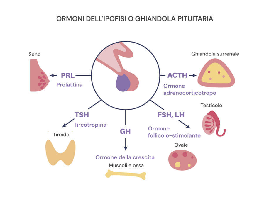 Ormone prolattina secreto dalla ghiandola pituitaria