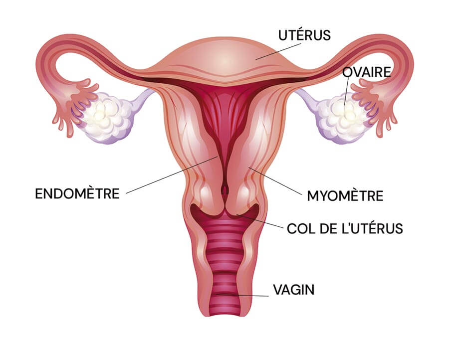 Infographie du système reproducteur féminin