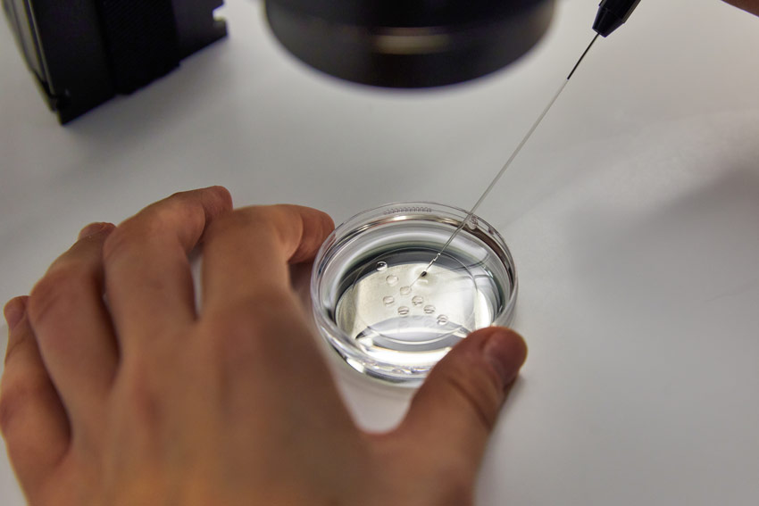 Fecundación de óvulos en laboratorio