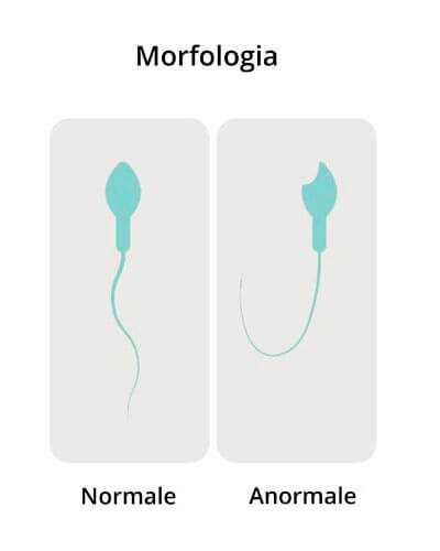Evaluación microscópica del semen