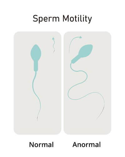 Sperm study