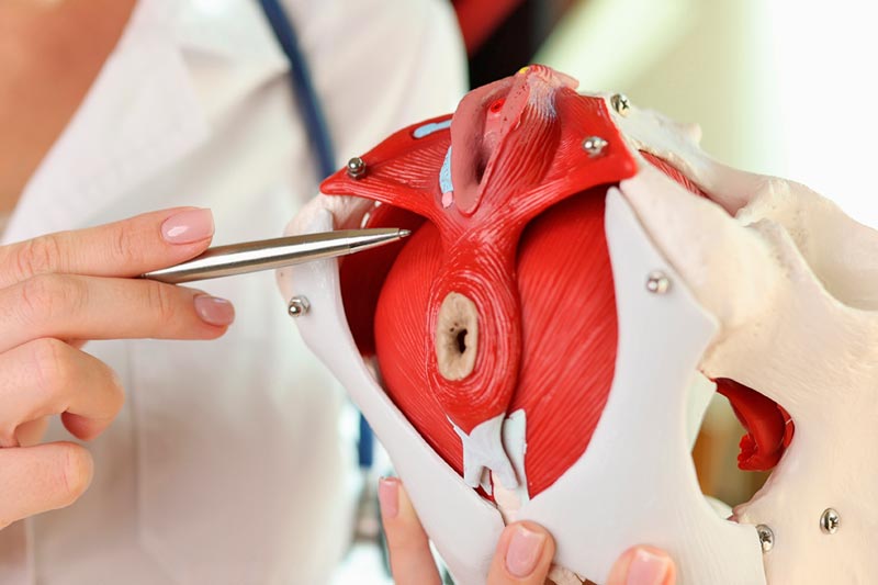 Doctora punteando donde está el suelo pélvico