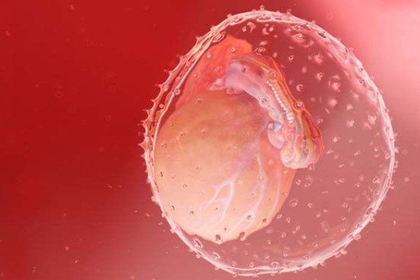 imagen de un embrión aneuploide