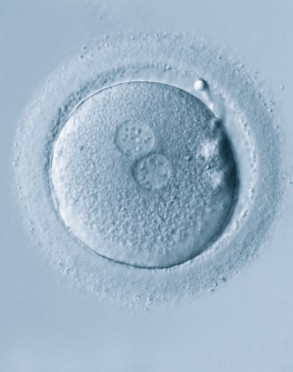Un ovule donné vu au microscope