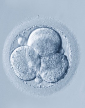 Division embryonnaire observée au microscope