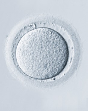 Óvulo de preservación de la fertilidad visto al microscopio