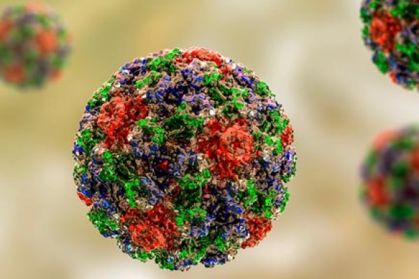 Virus del papiloma humano