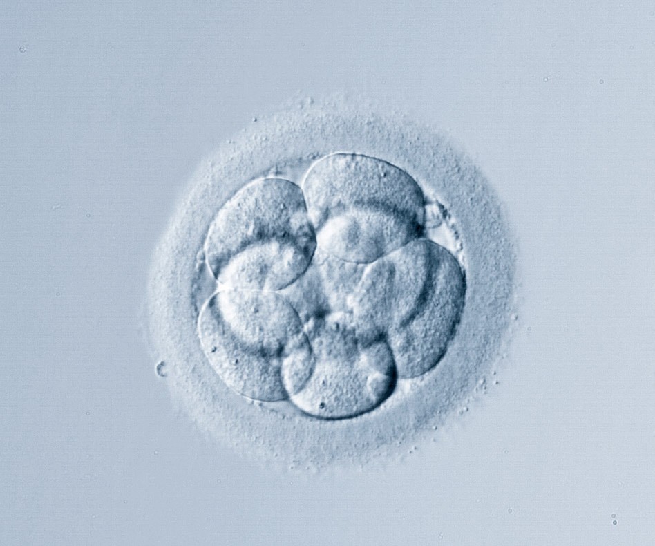 Imagen de embrión visto al microscopio