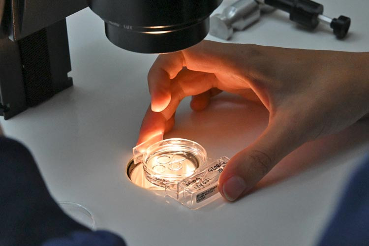 Detalle placa petri laboratorio IVF-Life