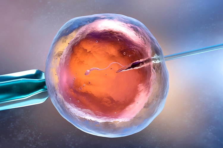 Imagen de un óvulo fecundado in vitro
