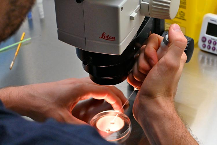 Embriólogo en laboratorio de IVF-Life