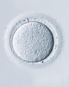 Óvulo visto al microscopio