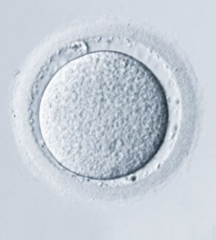 Óvulo visto al microscopio